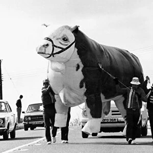 Inflatable Cow 1980