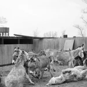 Irish donkeys due for export to Italy. 2 / 3 / 1952 C1074
