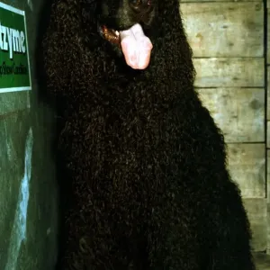 An Irish Water Spaniel June 1987