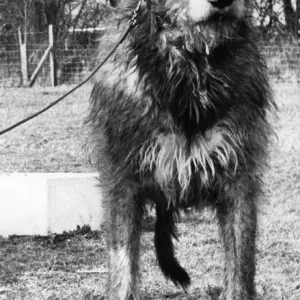 An Irish Wolfhound