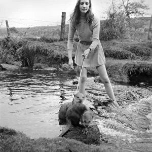 ix Malayan otters are the pets of Vivien Taylor (23) of Bury, Lancs
