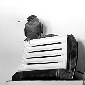 Jacky"the Jackdaw smoking a cigarette which he picks up himself May 1957