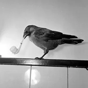 Jacky"the Jackdaw smoking a cigarette which he picks up himself May 1957