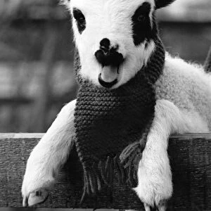 This Jacobs lamb was given a scarf by his keeper at Chessington Zoo