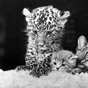 A Jaguar cub with a cat and young fluffy kitten. July 1979 P004053