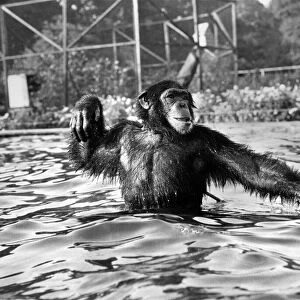 James the chimpanzee jumps into the pool to get a better view of the seals at Southampton
