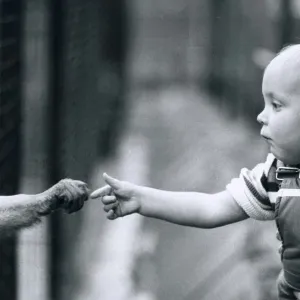 James Harrison, 17 months old, reaches out for the hand of a monkey at Chessington Zoo as James Harrison, 17 months old, reaches out for the hand of a monkey at Chessington Zoo as