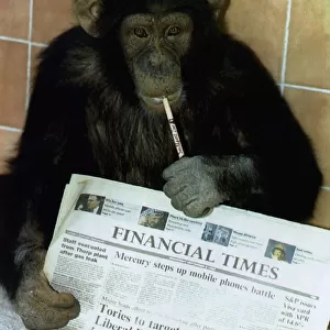 Jamie the chimp at Southport Zoo in Lancashire sits holding the finacial times while