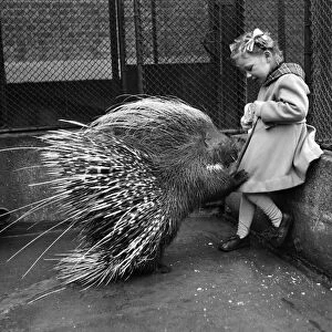 Jannifer Waight 4 1 / 2 yrs. With Porcupine at the London Zoo. London, February 1953 D898