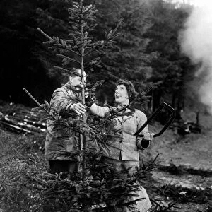 Jean MaCaulay cutting down a Christmas tree. 13th December 1954