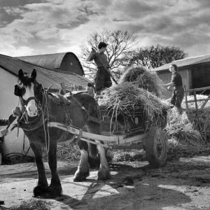 Miss Alison Jellicoe on Down on Jellicoe Farm Print May 1943