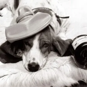 Jessie the bassett hound with a hangover after a party October 1984