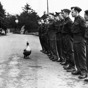Jimmy is a goose attached'to a searchlight unit in the Midlands Jimmy is a goose attached'to a searchlight unit in the Midlands