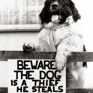 Joe the newfoundland hound who steals clothes from visitors to his master