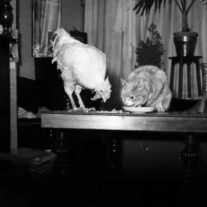 Joey, the nine-year-old pet cock belonging to Mrs. Florence Weetall of Layton, Blackpool