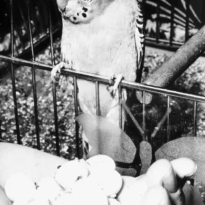 Josephine the Budgie with eggs 1970