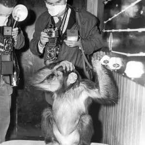 Josie the chimp goes through the intelligence test watched by photographers Josie the chimp goes through the intelligence test watched by photographers