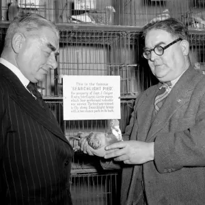 Judges at the Victory Show of racing pigeons inspect Searchlight Pied a carrier pigeon