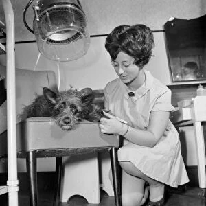 Judy a one year old mongrel went to Andre Bernards hairdressing salon in Liverpool