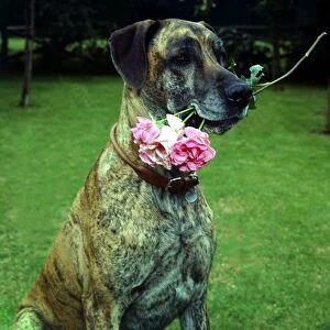 Junia the Great Dane dog owned by Barbara Woodhouse holding a rose in her mouth