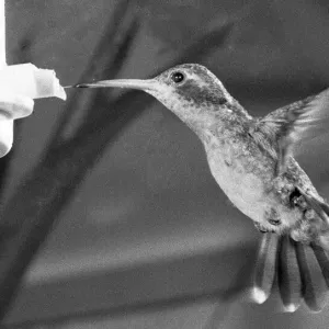 To See It Is Just A Blur Print - Hummingbird in Flight