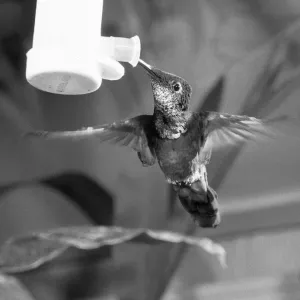 To See It Is Just A Blur. The humming bird, one of the tiniest of all birds of which To See It Is Just A Blur. The humming bird, one of the tiniest of all birds of which