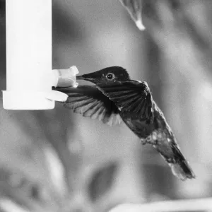 To See It Is Just A Blur. The humming bird, one of the tiniest of all birds of which To See It Is Just A Blur. The humming bird, one of the tiniest of all birds of which