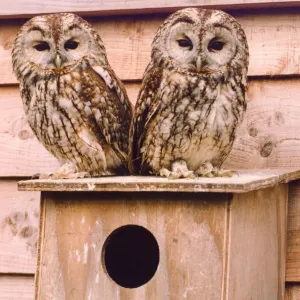 These juvenile owls like each others company These juvenile owls like each others company