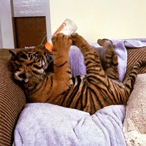 Kalash the Tiger Cub drinking milk from a bottle at Howletts Zoo October