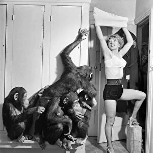 Kay Smart and Chimpanzees. December 1952 C5989