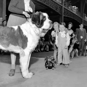 The Kensington Championship Dog Show Print, Olympia 1953