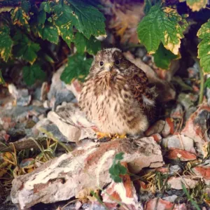 A Kestrel chick in a secret location in Durham A Kestrel chick in a secret location in Durham