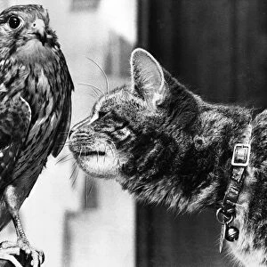 This Kestrel has mada a special friend of this cat