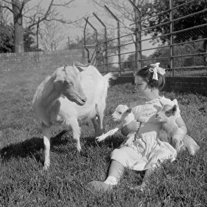 A kid for two farthing. Goat has two kids at Paigton Zoo. May 1956