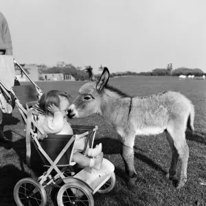 Kim, the baby pygmy donkey, who is a fortnight old, makes the acquaintance of baby Susan Kim, the baby pygmy donkey, who is a fortnight old, makes the acquaintance of baby Susan