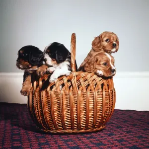 Cuccioli di Cavalier King Charles Spaniel in un cestino di canna. Novembre 1972. Cuccioli di Cavalier King Charles Spaniel in un cestino di canna. Novembre 1972.
