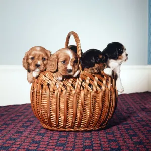 King Charles Spaniel puppies in a wicker basket. November 1972 King Charles Spaniel puppies in a wicker basket. November 1972