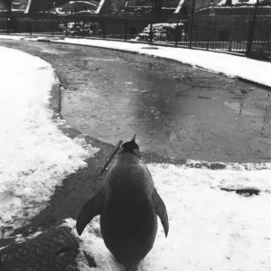 A King Pengiun looks out over a frozen pool in his enclosure at London Zoo following a