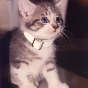 A kitten A kitten