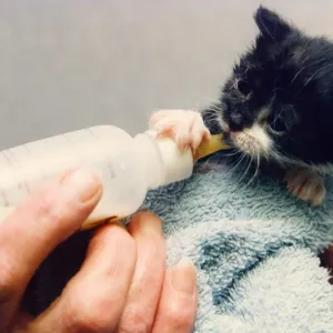 A kitten getting a bottle feed A kitten getting a bottle feed