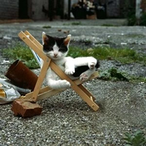 Kitten in miniature deckchair June 1979 A©Mirrorpix