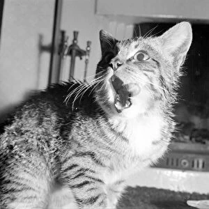 This kitten was rescued from a tree top. Cat licking her mouth February 1958