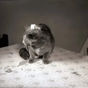A kitten sitting on top of a table October 1955