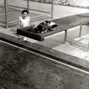 A Kitten sleeping on a diving board at Oasis swimming pool on diving board May 1951
