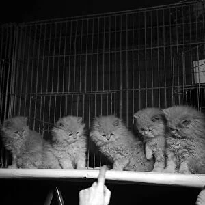Kittens in their show cages at the 1951 National Cat Show at Olympia
