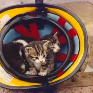 Some kittens in a firemans helmet Some kittens in a firemans helmet