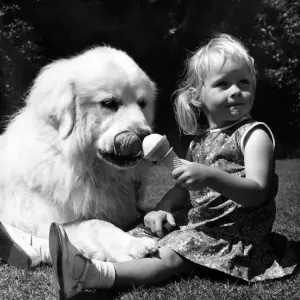 Kop the cool one snaffles little beathers ice cream at Duchesss party for dogs Kop the cool one snaffles little beathers ice cream at Duchesss party for dogs