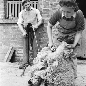 Land Army Girl Shearing Sheep Print 1946