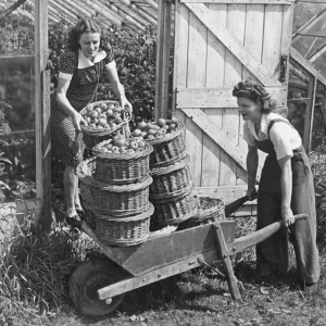 Land Army girls give a hand in collecting the first tomato crop at North Hubbard
