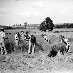Land Army Girls stooking the corn, At the start of the Second World War many West Country